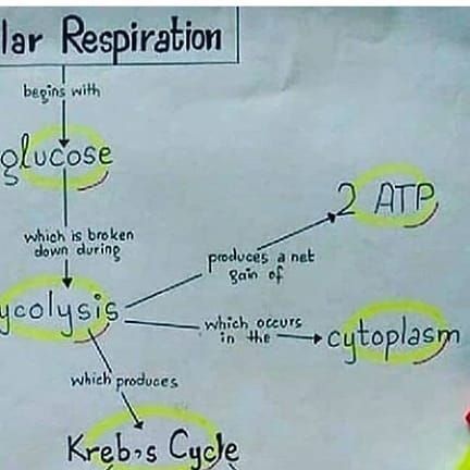 Mohamad younes on Instagram: "Follow @medical__love_ @medical__love_ Like comment share #memes #medicine #medicalschool #mbbs #motivation #medicalscience #medical #mci #medlife #usmle #usmlestep1 #usmleprep #fmge #fmge_mci_exam #neet #nurses #nursingschool #anatomyandphysiology2 #anatomyandphysiology #doctors #diseases #surgery" Fmge Mci, Mbbs Motivation, October 21, Medical Science, Anatomy And Physiology, Like Comment Share, Medical School, Nursing School, Surgery