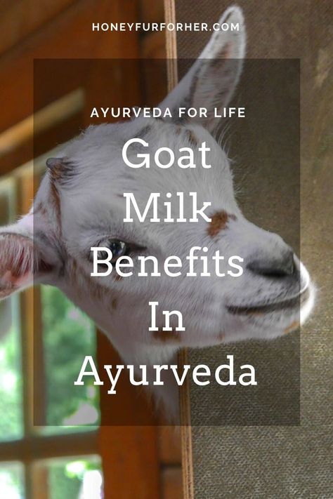 Goats milk benefits for digestion issues, bleeding disorders, weakness are highly praised in Ayurveda. #ayurvedalife #goatmilkbenefitshealthy #honeyfurforher Ayurvedic Living, Goat Milk Benefits, Ayurveda Food, Milk Uses, Vedic Science, Vata Pitta Kapha, Ayurveda Diet, Postpartum Diet, Milk Benefits