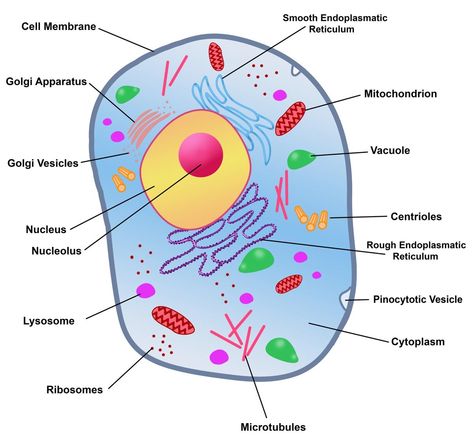 Rough Endoplasmic Reticulum Animal Cell Structure, Diagram Ideas, Cell Diagram, Plant And Animal Cells, Eukaryotic Cell, Animal Cell, Cell Structure, Plant Cell, Cell Membrane