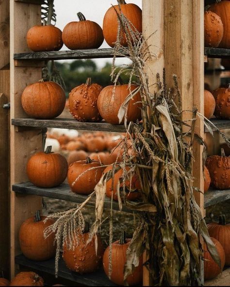 Martha Stewart Fall, Polly Florence, Farm Pictures, Pumpkin Farm, Autumn Magic, Season Of The Witch, Taking Photos, Autumn Cozy, Autumn Activities