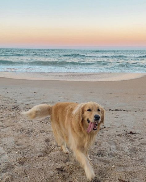 Golden Retriever Beach, Cute Dog Pictures, Dog Beach, Beach Photo, Ocean Sunset Photography, Baby Dogs, Beach Photos, Beach Sunset, Animal Gifs