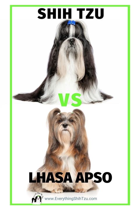 Lhasa Apso Black, Lasha Apso Dogs, Lhasa Apso Haircut Styles, Lhasa Apso Dogs, Lhasa Apso Tattoo, Lhasa Apso Grooming, Shih Apso, Lhasa Apso Puppy, Lhasa Apso Puppies