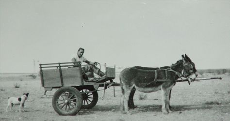 Donkeycart on farm - #Namibia #Africa #Transport Donkey Carts South Africa, Donkey Cart, Donkey Art, Western Car, African Christmas, Pack Animal, Namibia Africa, Horse Drawn Wagon, The Donkey