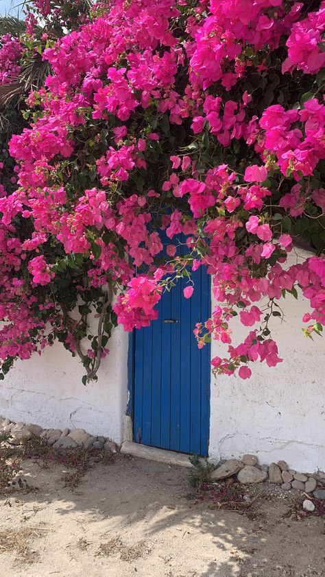 Greece Flowers Bougainvillea, Flowers In Greece, Greece Flowers, Greek Landscape, Rhythm Art, Greek Flowers, Art Final, Daisy Wallpaper, Fire Escape