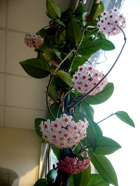 Hoya Carnosa, The Flowers, Upside Down, Succulent, Vase, Flowers, Pink