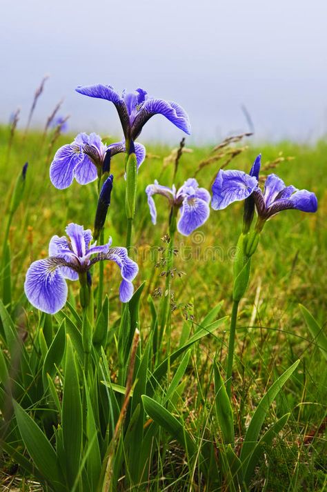 Blue flag iris flowers. Blue flag iris wild flowers in Newfoundland Canada , #AFF, #iris, #flag, #Blue, #flowers, #Canada #ad Blue Flag Iris, Iris Versicolor, Raised Flower Beds, Newfoundland Canada, Hummingbird Garden, Blue Flag, Rain Garden, Hardy Perennials, Iris Flowers