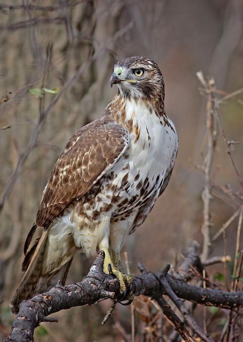 Red Tailed Hawk Painting, Red Tailed Hawk Photography, Red Tailed Hawk Art, Bird Front View, Hawk Photography, Redtail Hawk, Hawk Photos, Hawk Tattoo, Hawk Bird