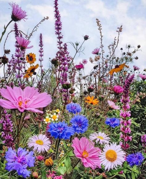 Bunch Of Wild Flowers, Flower Bunches, Fb Cover Photos, Field Flowers, Fresh Flowers Arrangements, Beautiful Bouquet Of Flowers, Bunch Of Flowers, Beautiful Bouquet, Fresh Flowers