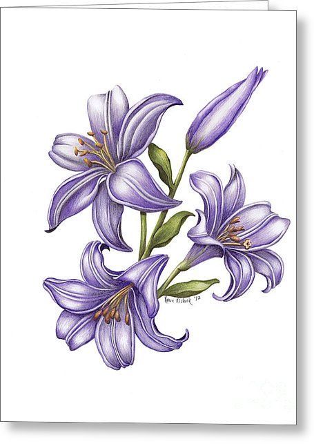 Hur Man Ritar Blommor, Lilies Drawing, Lily Flower Tattoos, Pencil Drawings Of Flowers, Mia Bella, Iris Painting, Lily Tattoo, Flower Art Drawing, Lily Flowers