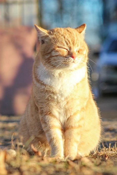 Yukichi Cat, Yoongi Cat, Meditating Cat, Calming Photos, Calming Images, Calming Pictures, Dog Portraits Art, Calming Cat, Fun Animals