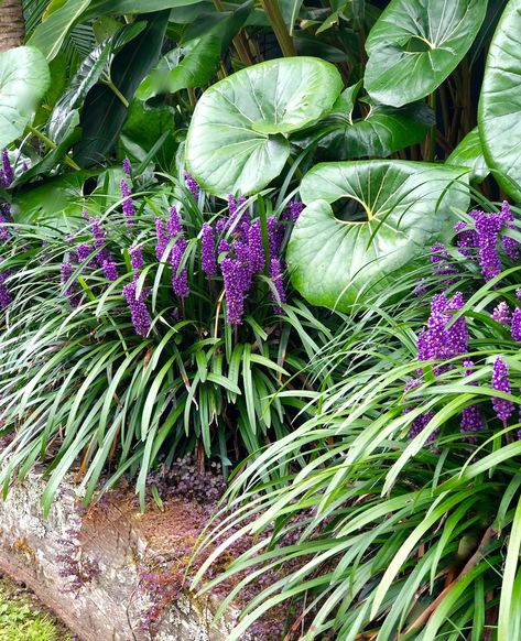 Liriope plants How To Plant Trees, Tropical Backyard Landscaping, Courtyard Plants, Plants Tips, Small Tropical Gardens, Tropical Landscape Design, Tropical Backyard, Front Garden Design, Deck Designs Backyard