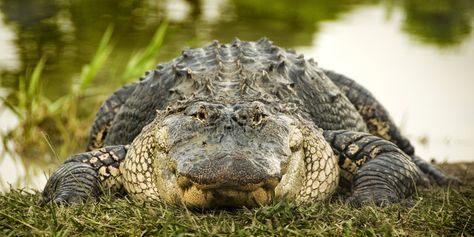 Alligator at Water's Edge. Close up front view of a large American Alligator (Al , #spon, #Close, #front, #view, #Alligator, #Water #ad Scary Teeth, Monitor Lizard, American Alligator, Everglades Florida, San Diego Real Estate, Dangerous Animals, Kid Friendly Activities, Animal Sanctuary, Front View