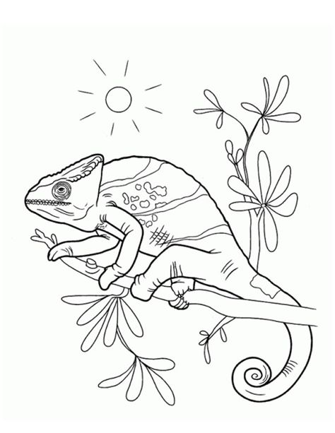 Coloriage caméléon à imprimer gratuitement Pour Coloriage Cameleon Chameleon Coloring Page, Tropical Animals, Coloring Pages Printable, Animal Sketches, Animal Coloring Pages, Free Printable Coloring Pages, Color Therapy, Coloring Pictures, Adult Coloring Pages