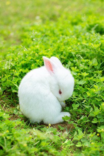 Bunny Photography Ideas, White Rabbit Photo, Animated Rabbit, Rabbit In Forest, Rabbit Black And White Photography, Rabbit Eating, Rabbit Pictures, Asia Map, Map Pictures