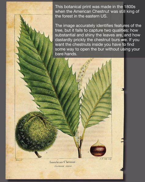 Native Son: The American Chestnut mystery at Malabar Farm | Area History | richlandsource.com American Chestnut Tree, Chestnut Leaf, Shakespeare Garden, Botanical Science, American Chestnut, Native Son, A Walk In The Woods, Eastern Canada, Chestnut Trees