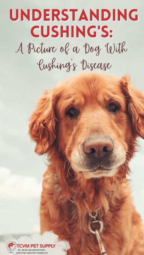 In this article, we'll explain the signs, what causes them, and how it makes your dog feel. BY: BECKI BAUMGARTNER, CERTIFIED MASTER HERBALIST #cushingsdisease #cushing #petdisease #herbal #tcvm #chinesemedicine #easternmedicine Dog Cushings Disease, Cushings Disease Dogs, Cushings Disease, Eastern Medicine, Dog Cushions, Dog Skin, Chinese Medicine, The Signs, A Dog