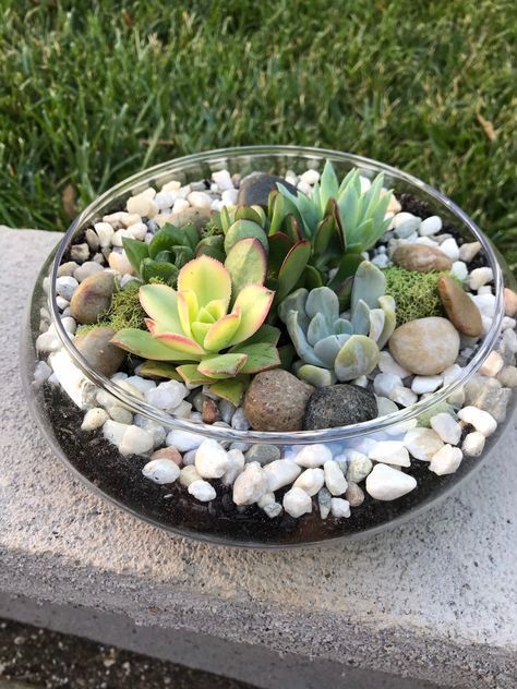 Glass Bowl Terrarium, Succulents Arrangements, Wood Succulent Planter, Kaktus Dan Sukulen, Cactus Terrarium, Succulent Bowls, Succulent Planter Diy, Succulent Garden Design, Succulent Landscaping