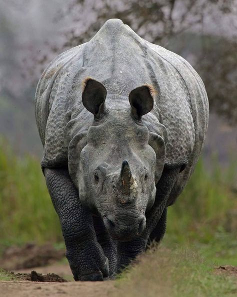 Indranil Paul on Instagram: “Tank!(Indian One Horned Rhino, Kaziranga) #wildlife #wildlifephotography #rhino #savetherhino #ngtindia #ngtdailyshot #canonindia…” Indian Rhinoceros, Save The Rhino, Bbc Earth, Wild Nature, Aquatic Plants, Wildlife Animals, Hippopotamus, Animal Planet, Wildlife Photography