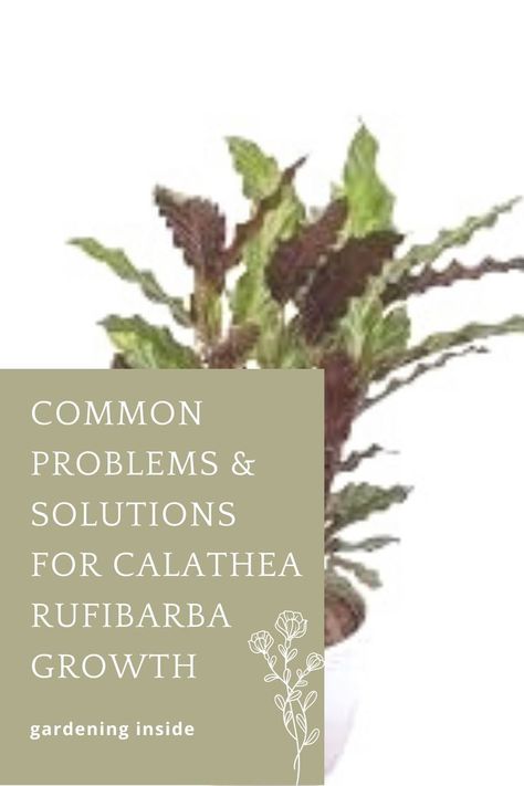 Calathea Rufibarba is one of the rare plants with unusual leaf shapes. It is attractive enough to grab the visitors’ attention and tends to improve the visualization of your garden bed. The fantastic thing about Calathea Rufibarba is that it has long green leaves with maroon undersides. #VelvetCalathea #FurryfeatherCalathea #FurryCalathea #CalatheaRufibarba #repotting #preferences #growth #care #propagation #protips #drooping #commonproblems #solution Calathea Rufibarba, Garden Help, Garden Bed, Problem And Solution, Rare Plants, The Visitors, Leaf Shapes, Garden Beds, Gardening Tips