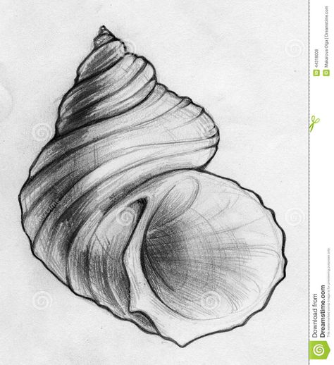 Done Sea Shell Sketch Stock Illustration - Image: 44318008 Sea Shell Sketch, Shell Sketch, Seashell Drawing, Seashell Illustration, Shell Drawing, Sea Drawing, Art Coquillage, Observational Drawing, Nature Drawing