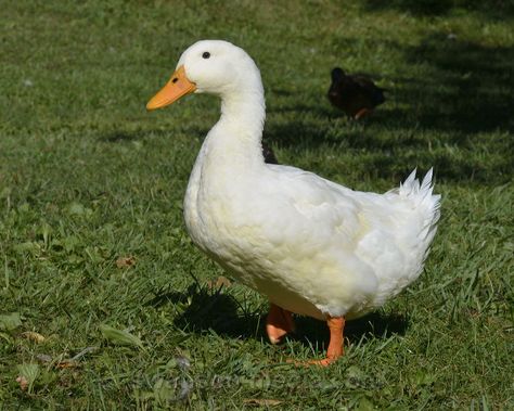 mallard ducks | title pekin duck domestic mallard description a white domestic mallard ... Duck Photos, Duck Photography, Lake Animals, Pekin Duck, Mallard Ducks, Duck Pictures, What The Duck, Duck Photo, Pet Ducks