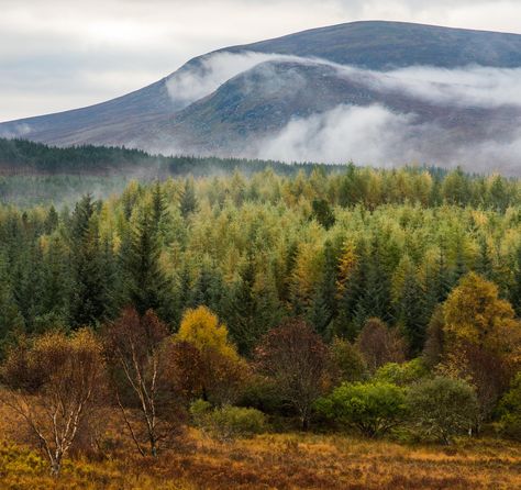 I've never seen a forest with so many colours (Scottish Highlands) [OC] [2234x2103] - ergotpoisoning | EarthPorn Wildlife Park, Tree Forest, Pine Forest, Landscape Pictures, Scottish Highlands, Landscape Photographers, Planet Earth, Beautiful Landscapes, Travel Photos