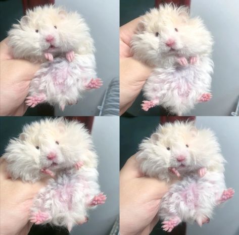 Rats Cute, Hamster Pics, Toilet Stains, Baby Hamster, Funny Hamsters, Cute Small Animals, Cute Rats, Cute Hamsters, Pretty Animals