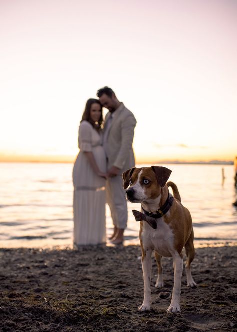 Beach Maternity Photos With Dog, Maternity Shoot With Dog, Maternity Photos With Dog, Maternity Shoot Beach, Sunset Maternity Photos, Fam Photos, Gender Reveal Photos, Beach Maternity Photos, Maternity Picture