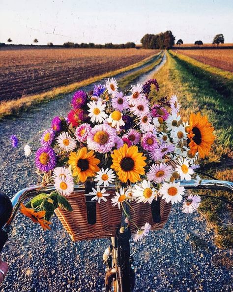 Bike Flowers, Beautiful Paintings Of Nature, Frühling Wallpaper, Artsy Photos, Sunflower Wallpaper, Wallpaper Nature Flowers, Bicycle Art, Beautiful Flowers Wallpapers, Flower Phone Wallpaper