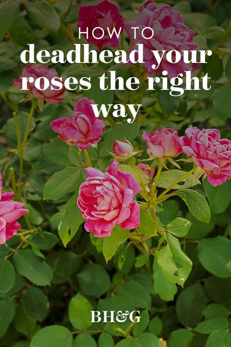 Removing wilted blooms (known as deadheading) from your roses is an easy way to give your garden a tidy appearance. It also encourages your plants to produce new flowers. How to deadhead roses depends on their type, but in general, the easiest way is to just snip off the spent rose at the end of its short stem, above any foliage. #gardening #gardenideas #howtogarden #gardenbasics #bhg Trim Rose Bushes How To, How To Deadhead Roses, How To Cut Roses From Rose Bush, Trim Rose Bushes, How To Trim Roses, Rose Bush Care, Roses Garden Care, Deadheading Roses, Drift Roses