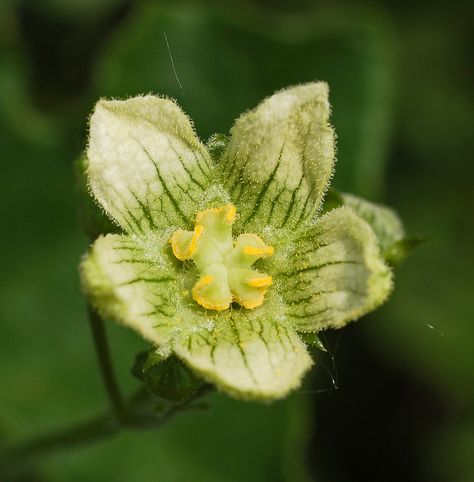 Exhibition Ideas, Somerset England, Natural Phenomena, Nature Reserve, Enchanted Forest, Green Flowers, Somerset, Baby Names, Wonders Of The World