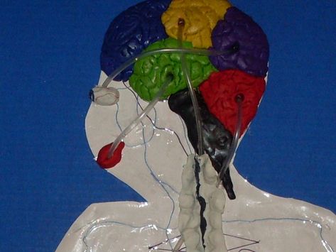 A Working Nervous System Model | Momtactics Nervous System Craft, Nervous System Model, Over Achiever, Occipital Lobe, Google Search Engine, Working Model, Brain Stem, System Model, Molding Clay