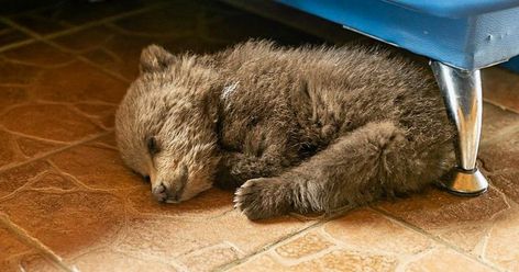 Un ourson perdu arrive dans une ferme et les autorités suggèrent de l’euthanasier, mais cet homme décide de l’élever Farm Images, Surviving In The Wild, Siberian Tiger, Wolf Pictures, Bear Cub, Fish Farming, Unusual Animals, African Elephant, Bear Cubs