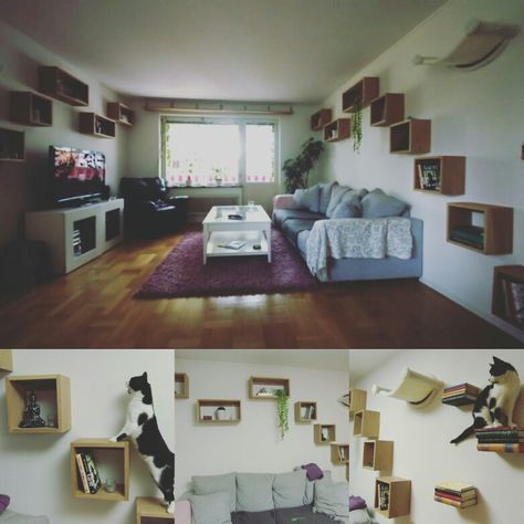 Our cat highway Living Room Cat Shelves, Hallway Cat Shelves, Cat Highway Ideas, Cat Highway Diy, Cat Super Highway, Cat Bookshelves, Cat Wall Shelves Catwalks, Cat Superhighway, Cat Highway