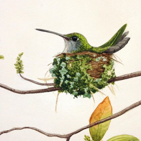 Bird Watercolor Art, Hummingbird Nests, Nest Art, Watercolor Hummingbird, Hummingbird Art, Prophetic Art, Surprise Me, Watercolor Bird, Ocean Art