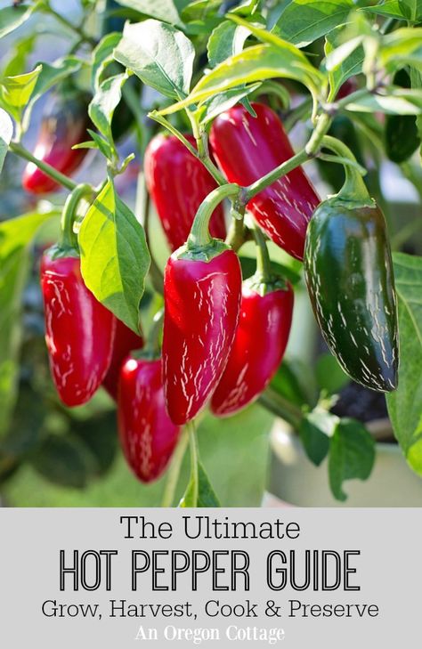 How To Grow Jalapenos, Grow Jalapenos, Growing Jalapenos, Hot Peppers Plants, Growing Hot Pepper, Hot Pepper Recipes, Chilli Plant, Growing Peppers, Plants At Home