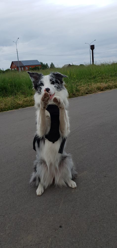 Blue Merle Border Collie Puppy, Border Collie Merle, Red Merle Border Collie, Blue Merle Border Collie, Border Collie Colors, Merle Border Collie, White Border Collie, Collie Puppies, Border Collie Puppies