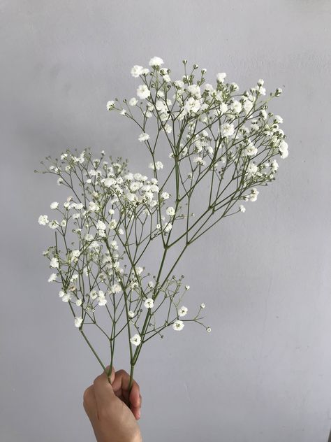 #flowers #babysbreath #aesthetic #neutralaesthetic #summer #creamaesthetic Small Flowers Aesthetic, Baby Breath Tattoo, Breath Tattoo, Hoco 2023, Babies Breath, Cream Aesthetic, Baby S Breath, Flower Inspiration, Baby's Breath