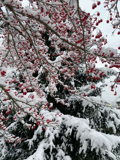 Holly Aesthetic, Winter Wonderland Aesthetic, Snow Garden, Flowers In Winter, Snow Plant, Winterberry Holly, Holly And Ivy, Holly Plant, Wonderland Aesthetic