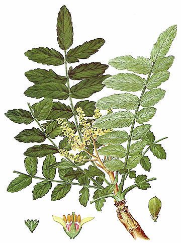 FRANKINCENSE - Boswellia carteri Frankincense Tattoo, Frankincense Plant, Boswellia Tree, Frankincense Tree, Flowers Icon, Plant Sketches, Art Of Healing, Floral Tattoos, Green Love