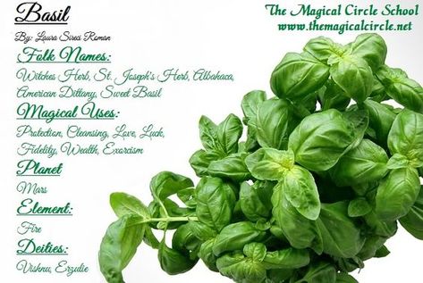 Basil Magical Properties, Herb Magick, Witches Spells, Magical Circle, Witchy Garden, Herbs Plants, Magickal Herbs, Witch Herbs, Magia Das Ervas