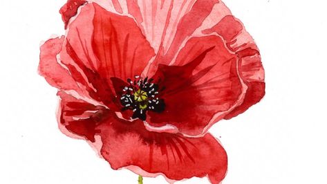 Painting a Watercolor Poppy : explore 3 watercolor styles | Irina Trzaskos | Skillshare Watercolour Poppies, Red Poppy Painting, Poppy Flower Painting, Poppy Watercolor, Poppies Tattoo, Watercolor Poppies, Poppy Painting, Image Painting, Wall Art Collection