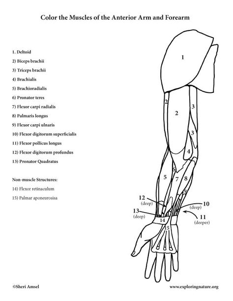 Muscles of the Arm and Forearm (Anterior) – Coloring Page Muscle Coloring, Kid Anatomy, Forearm Muscle Anatomy, Muscles Of The Arm, Forearm Anatomy, Human Muscles, Muscle Diagram, Anatomy Coloring, Anatomy Coloring Book