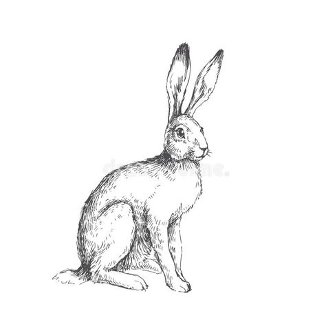 Sitting Rabbit Drawing, Vintage Hare Illustration, Hare Line Drawing, Rabbit Vintage Illustration, Rabbit Design Illustration, Jack Rabbit Drawing, Hare Sketch, White Rabbit Art, Hare Tattoo