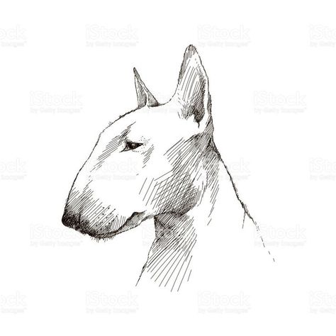 Vector sketch of Bull terrier dog head isolated on white. royalty-free stock vector art Mini Bull Terrier, Bull Terrier Tattoo, Terrier Tattoo, Dog Breeds That Dont Shed, Dog Drawing Simple, Bull Terrier Art, Head Profile, Dog Breed Names, Mini Bull Terriers