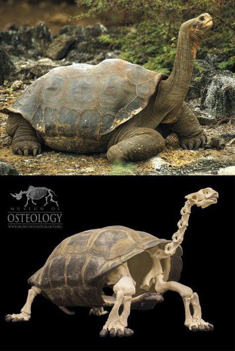 Tortoise Skeleton, Turtle Anatomy, Animal Crossing Design Codes, Animal Crossing Design, Aquarium Architecture, Animal Activities For Kids, Galapagos Tortoise, Cats Art Drawing, Turtle Sculpture