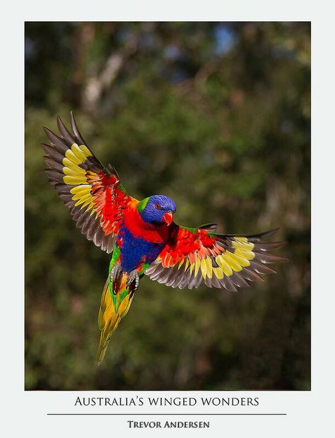 Rainbow Lorikeet in flight Budgies Parrot, Parrot Tattoo, Australian Parrots, Rainbow Lorikeet, Purple Bird, Australian Birds, Parrot Bird, Funny Birds, Australian Animals