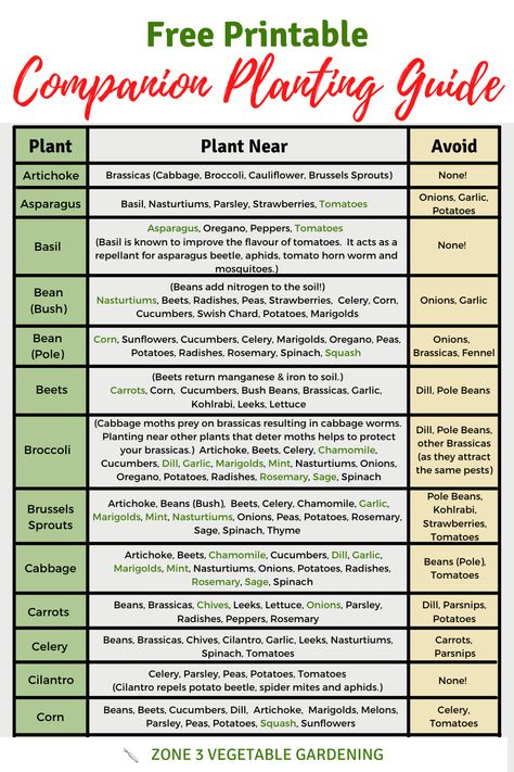 Free companion planting printable guide. Herb Companion Planting, Gardening Printables, Planting Chart, Companion Planting Guide, Companion Planting Chart, Companion Planting Vegetables, Companion Gardening, Garden Companion Planting, Tattoo Plant