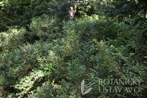 Taxus canadensis Taxus Canadensis, Tree Identification, Plant Tree, Plants Flowers, Trees To Plant, Authors, Planting Flowers, Trees, Plants