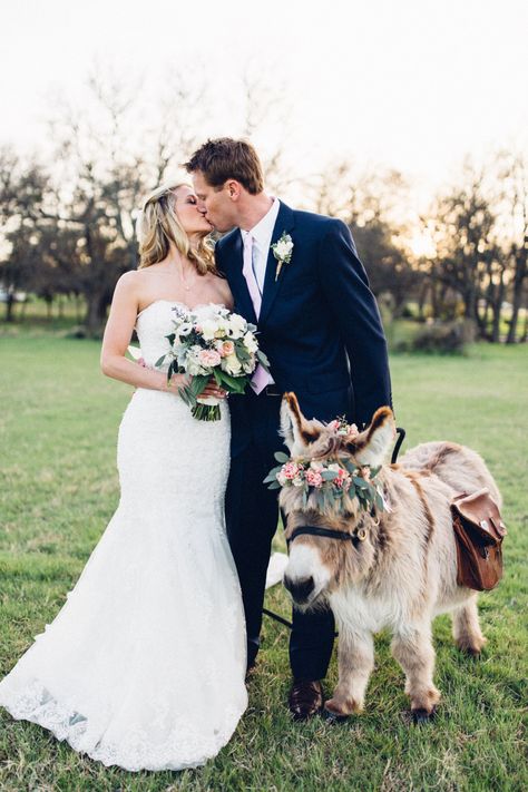 Donkey At Wedding, Mini Donkey Photo Shoot, Beer Burro, Farm Parties, Farm Wedding Ceremony, Country Wedding Photos, Mini Donkey, Horse Wedding, Winter Shoot